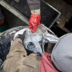 a tuna