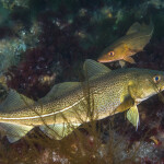 A pair of cod swimming underwater