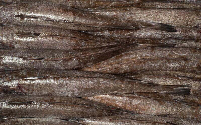 European hake