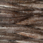 European hake