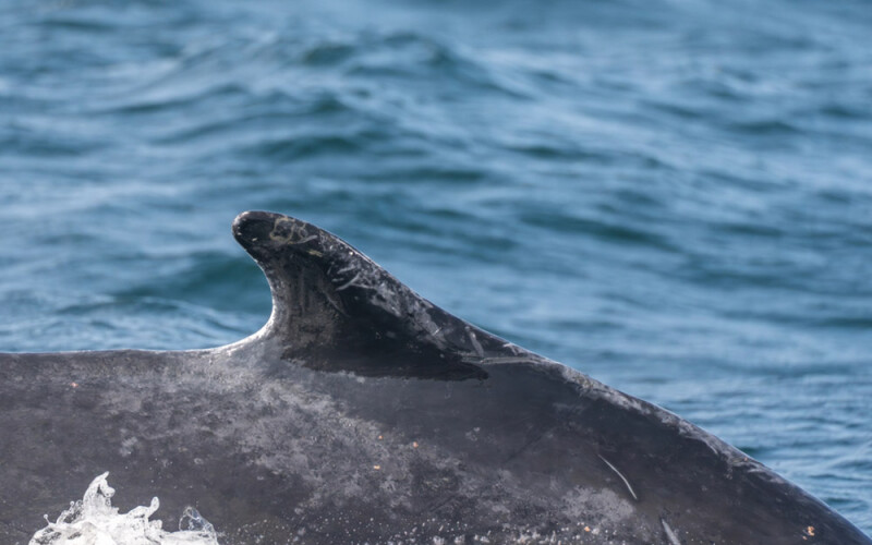 humpback whale