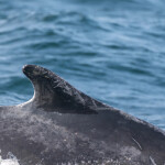 humpback whale