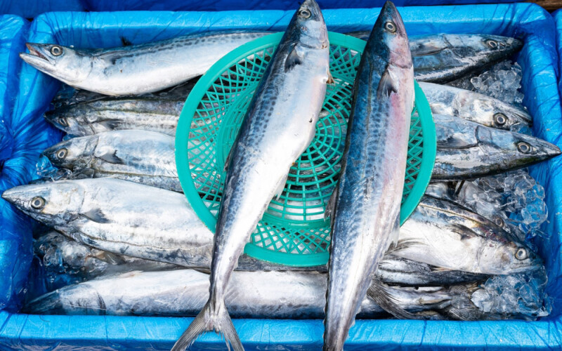 mackerel