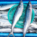 mackerel