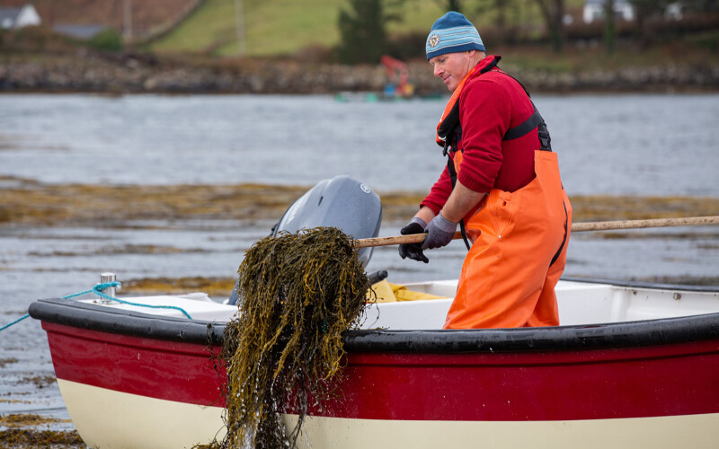 A man harvesting seaweed