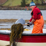 A man harvesting seaweed