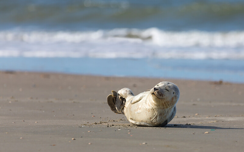 A harbor seal off the Danish island of Rømø