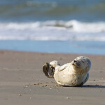 A harbor seal off the Danish island of Rømø
