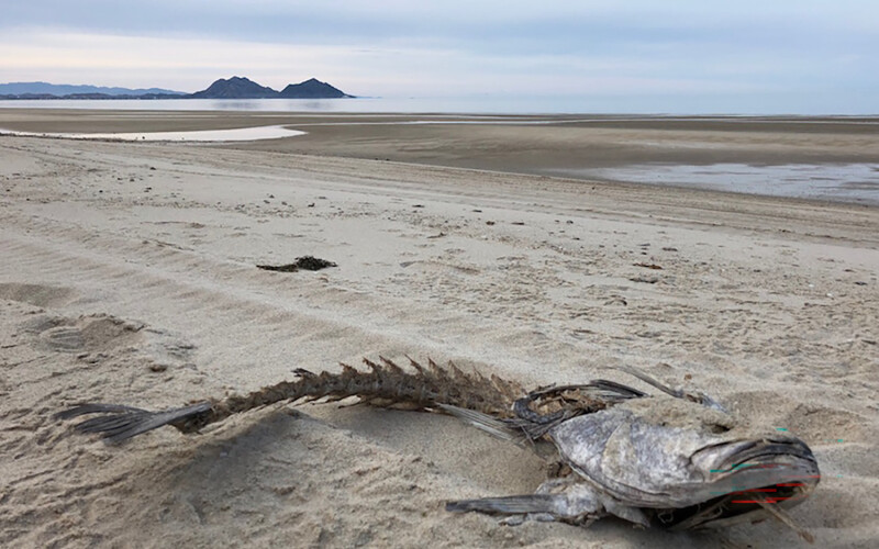 A totoaba carcass on the beach