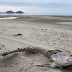A totoaba carcass on the beach
