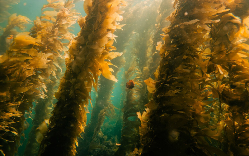 A kelp forest underwater