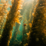 A kelp forest underwater