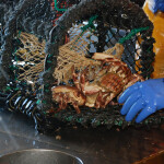 Crab being pulled out of a trap
