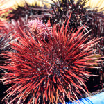 red sea urchin