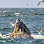 a whale off the coast of California