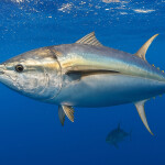 A tuna swimming