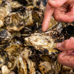 oysters