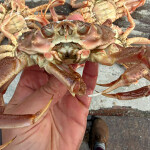 A hybrid Tanner-snow crab
