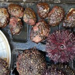 A pile of Northern abalone seized by Canada's Department of Fisheries and Oceans