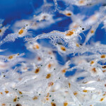 shrimp fry in a tank