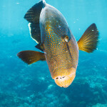 Humphead wrasse