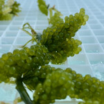 Photo of Caulerpa racemosa macroalgae