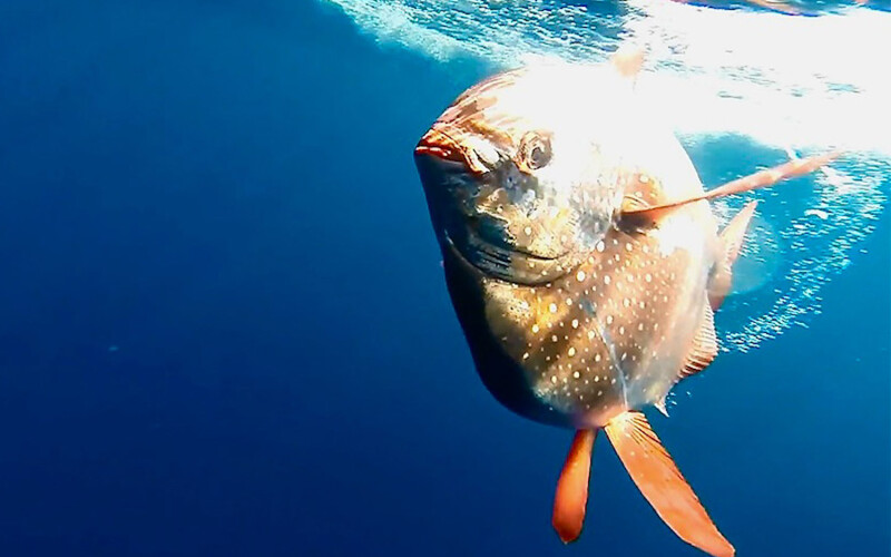 Photo of a Moonfish