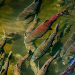Chinook salmon