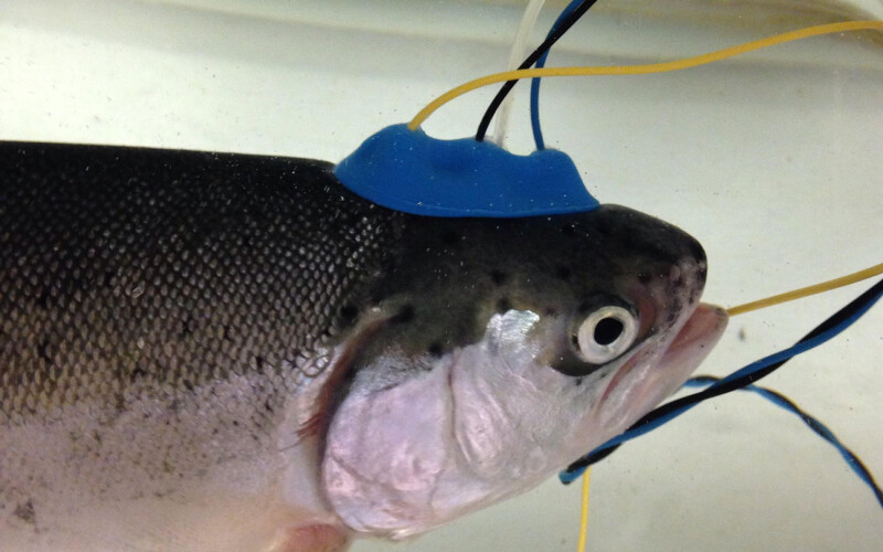 A rainbow trout fitted with non-invasive electroencephalograph