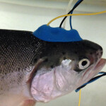 A rainbow trout fitted with non-invasive electroencephalograph