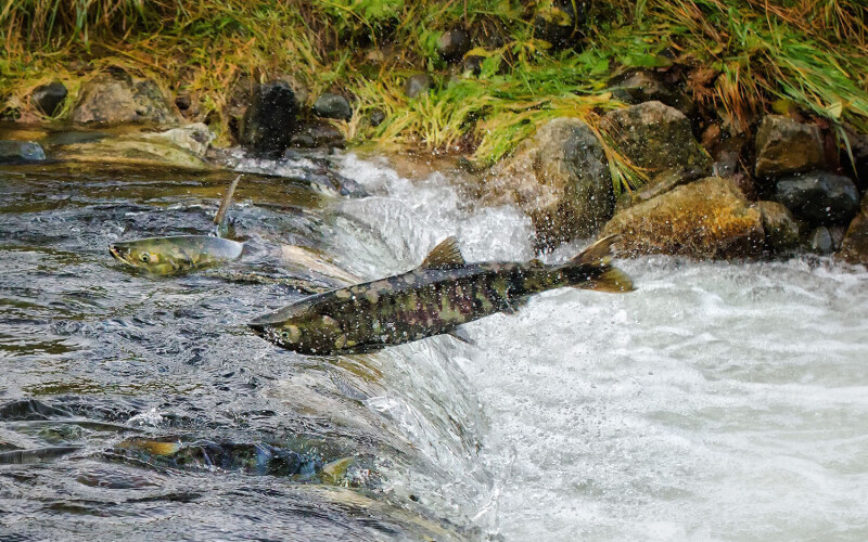 A chum salmon in a stream