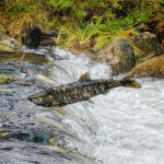A chum salmon in a stream