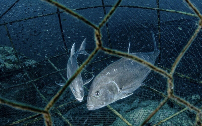 Two giant trevally trapped inside a fishing net