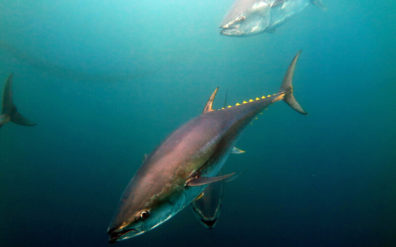 Bluefin tuna are migrating north in search of cooler waters as a direct result of climate change, according to a study published by ATZI