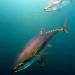 Bluefin tuna are migrating north in search of cooler waters as a direct result of climate change, according to a study published by ATZI