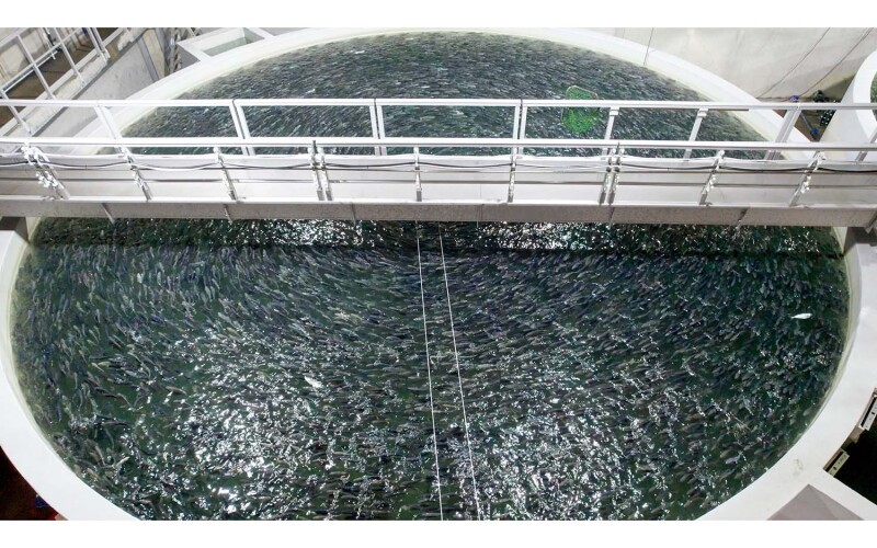 An aquaculture pen in a recirculating aquaculture faciltiy