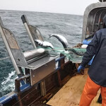Port Moller Test Fishery