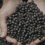 Innovafeed and NaturAlleva are using black soldier flies to create insect-based aquafeed