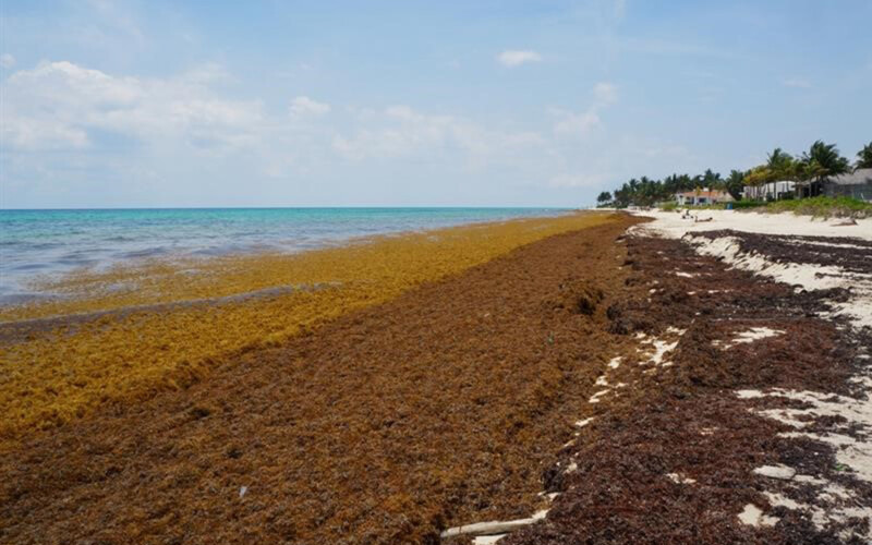 Sargassum, a type of brown algae, can cause widespread economic damages when washed ashore