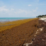 Sargassum, a type of brown algae, can cause widespread economic damages when washed ashore
