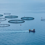 Hatch Blue is partnering with Oceans Advance to launch an aquaculture innovation studio in Atlantic Canada