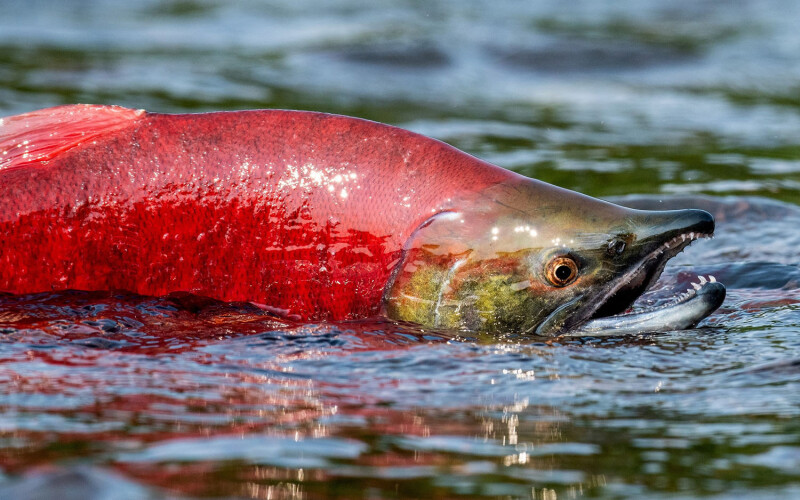 The Alaska Department of Fish and Game is forecasting an excellent run of sockeye salmon this season.