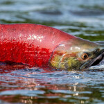 The Alaska Department of Fish and Game is forecasting an excellent run of sockeye salmon this season.
