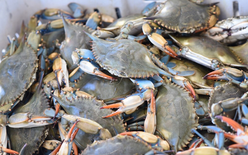 The Louisiana blue Crab fishery entered one consecutive decade of MSC certification in 2025
