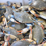 The Louisiana blue Crab fishery entered one consecutive decade of MSC certification in 2025
