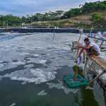 A shrimp farm in West Java, Indonesia