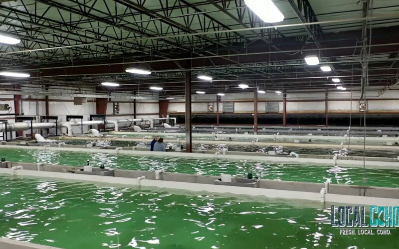 LocalCoho's indoor salmon farm