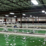 LocalCoho's indoor salmon farm