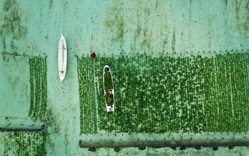 Seaweed cultivation