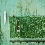 Seaweed cultivation